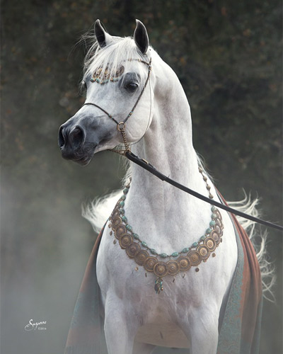 Kamal Ibn Adeed ( Al Adeed Al Shaqab x NF Bint Sajha ) 